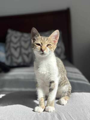 Garlic und Onion, Hauskatze Jungtier - Kater