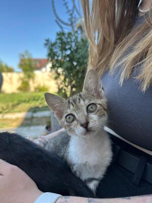 Garlic und Onion, Hauskatze Jungtier - Kater
