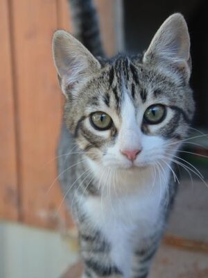 Gaspara, Europäisch Kurzhaar - Katze