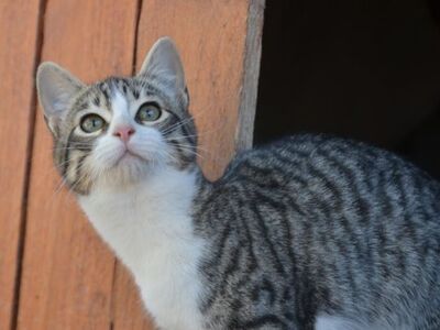 Gaspara, Europäisch Kurzhaar - Katze