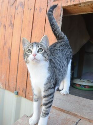 Gaspara, Europäisch Kurzhaar - Katze