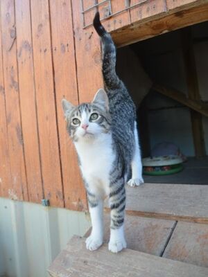 Gaspara, Europäisch Kurzhaar - Katze