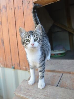 Gaspara, Europäisch Kurzhaar - Katze