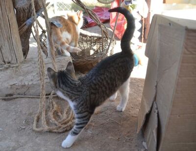 Gaspara, Europäisch Kurzhaar - Katze