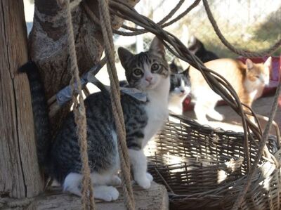 Gaspara, Europäisch Kurzhaar - Katze