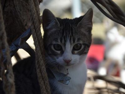 Gaspara, Europäisch Kurzhaar - Katze