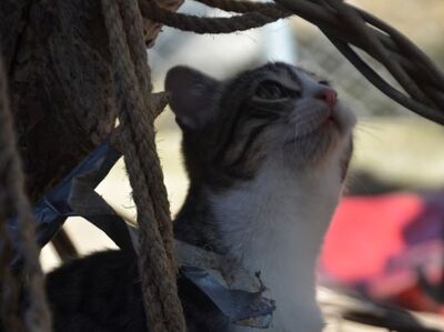 Gaspara, Europäisch Kurzhaar - Katze