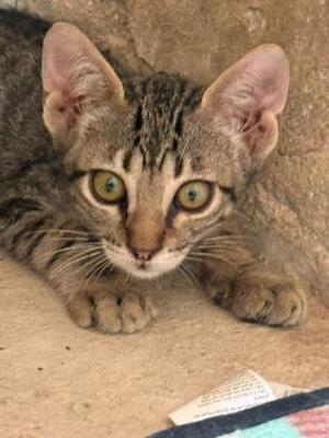 Gaston (geb. April 2026) -EKH-Kater, EKH - Kater