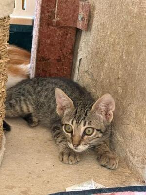 Gaston (geb. April 2026) -EKH-Kater, EKH - Kater