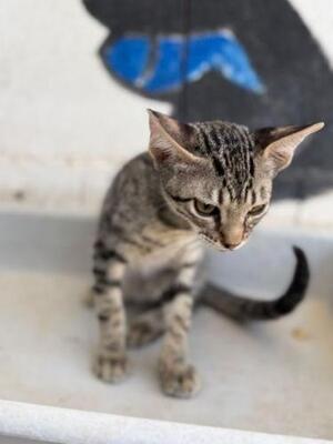 Gaston (geb. April 2026) -EKH-Kater, EKH - Kater