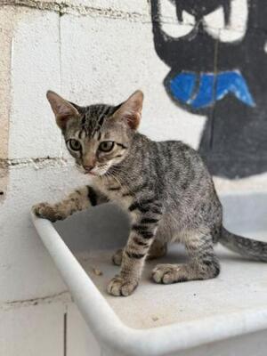 Gaston (geb. April 2026) -EKH-Kater, EKH - Kater