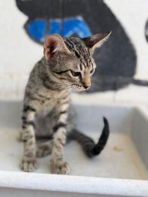 Gaston (geb. April 2026) -EKH-Kater, EKH - Kater