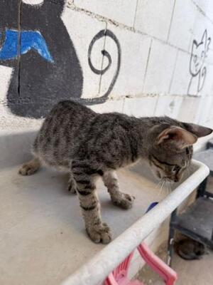 Gaston (geb. April 2026) -EKH-Kater, EKH - Kater