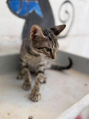 Gaston (geb. April 2026) -EKH-Kater, EKH - Kater