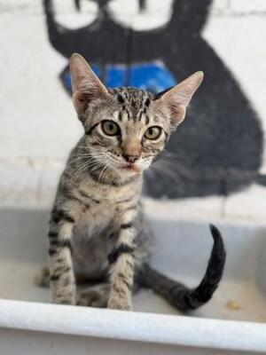 Gaston (geb. April 2026) -EKH-Kater, EKH - Kater