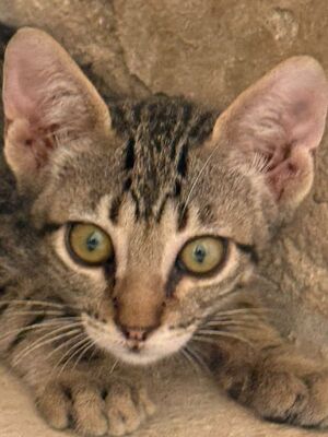 Gaston (geb. April 26), EKH - Kater