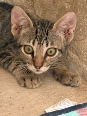 Gaston (geb. April 26), EKH - Kater