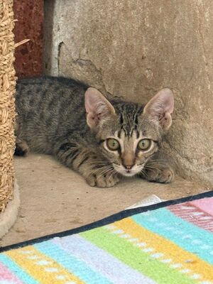 Gaston (geb. April 26), EKH - Kater