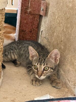Gaston (geb. April 26), EKH - Kater