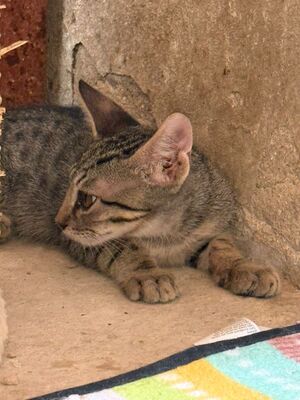 Gaston (geb. April 26), EKH - Kater