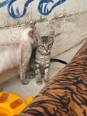 Gaston (geb. April 26), EKH - Kater