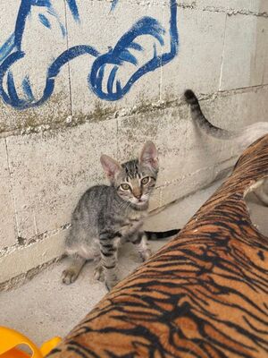Gaston (geb. April 26), EKH - Kater