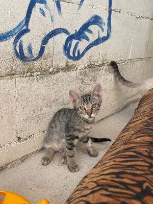 Gaston (geb. April 26), EKH - Kater