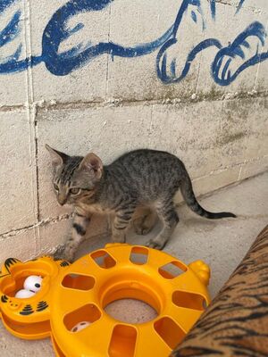 Gaston (geb. April 26), EKH - Kater