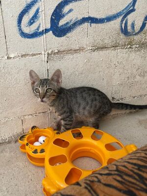 Gaston (geb. April 26), EKH - Kater
