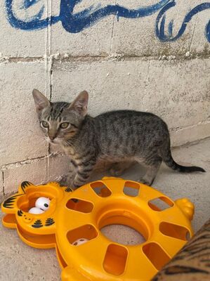 Gaston (geb. April 26), EKH - Kater