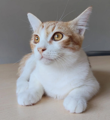 Gatino - verschmustes Hinkebein will spielen