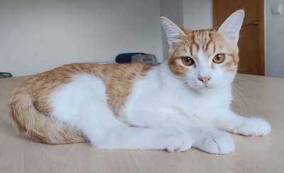 Gatino - verschmustes Hinkebein will spielen, EKH Jungtier - Kater