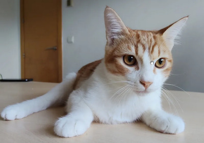 Gatino - verschmustes Hinkebein will spielen, EKH Jungtier - Kater