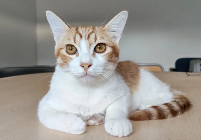 Gatino - verschmustes Hinkebein will spielen, EKH Jungtier - Kater