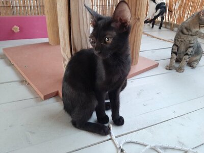 Georgia - Verschmustes Kittenmädchen, ca. 4 Monate, Mischling Jungtier - Katze