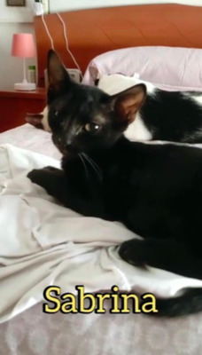 Geschwisterpaar Sabrina&Domino (ALO) - Kater