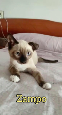 Geschwisterpaar Zampo&Salem (ALO) - Kater