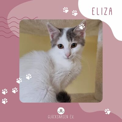 Geselliges Kätzchen Eliza ist bereit für Dich, EKH Jungtier - Katze