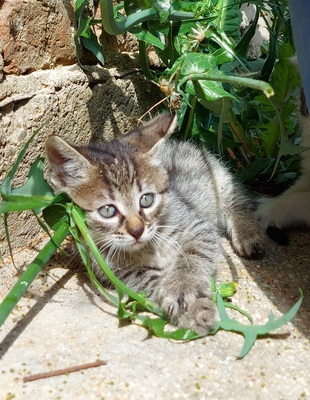 Getigerter kleiner Kater-RESERVIERT, Hauskatze und Hauskatze Jungtier - Kater