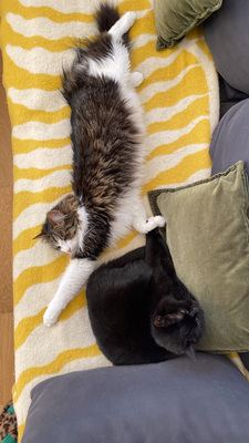Gilbert und Daisy, Main Coon&Hauskatzen-Mischling und reinrassige Britisch Kurzhaar - Katze
