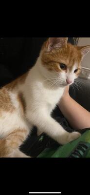 Gina, Hauskatze - Katze