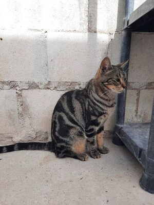 Ginebra, Europäisch Kurzhaar - Katze