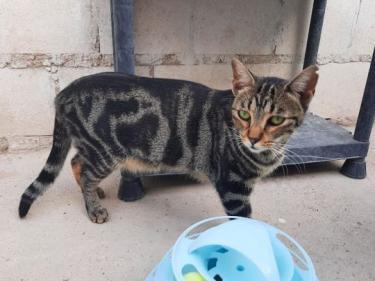 Ginebra geb. Mai 2022 - PS in 85221 Dachau, EKH - Katze