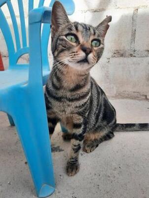 Ginebra geb. Mai 2022 - PS in 85221 Dachau, EKH - Katze