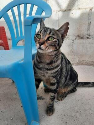 Ginebra geb. Mai 2022 - PS in 85221 Dachau, EKH - Katze