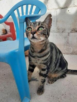 Ginebra geb. Mai 2022 - PS in 85221 Dachau, EKH - Katze