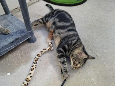 Ginebra geb. Mai 2022 - PS in 85221 Dachau, EKH - Katze