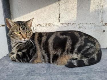 Ginebra geb. Mai 2022 - PS in 85221 Dachau, EKH - Katze