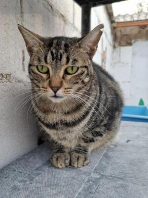 Ginebra geb. Mai 2022 - PS in 85221 Dachau, EKH - Katze