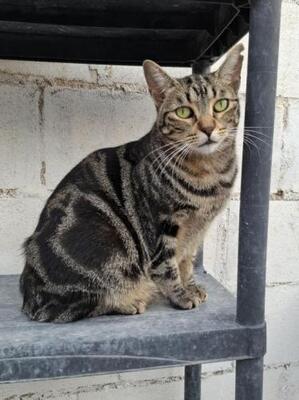 Ginebra geb. Mai 2022 - PS in 85221 Dachau, EKH - Katze